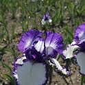 Iris Vullierens - 084